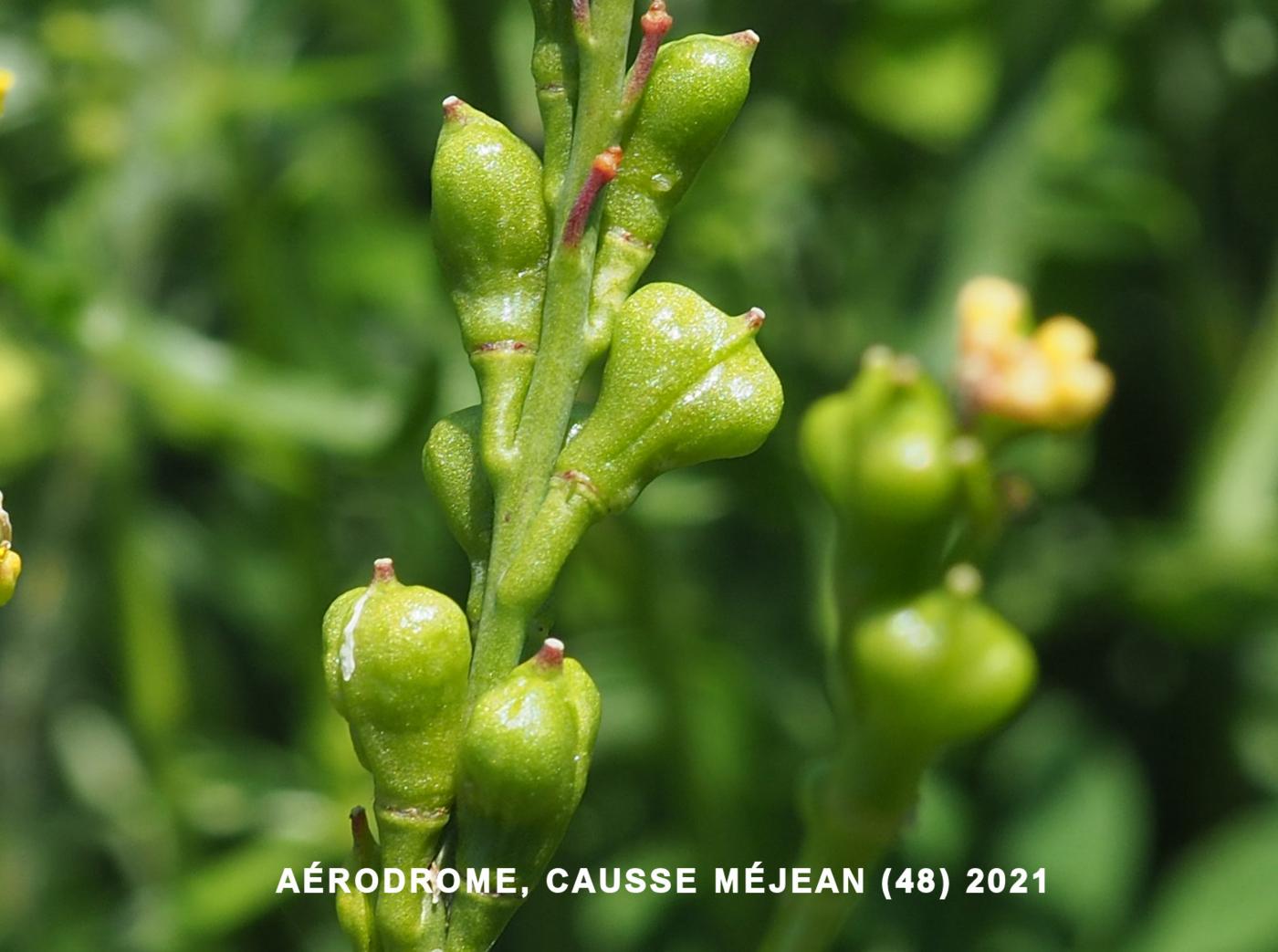 Bird`s eye cress fruit